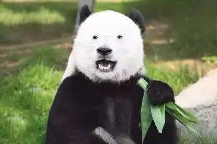 狗哥自画像 - 其三